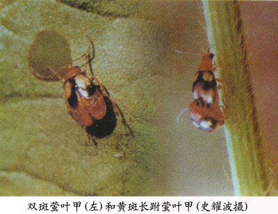  p>昆虫名,为鞘翅目,叶甲科.