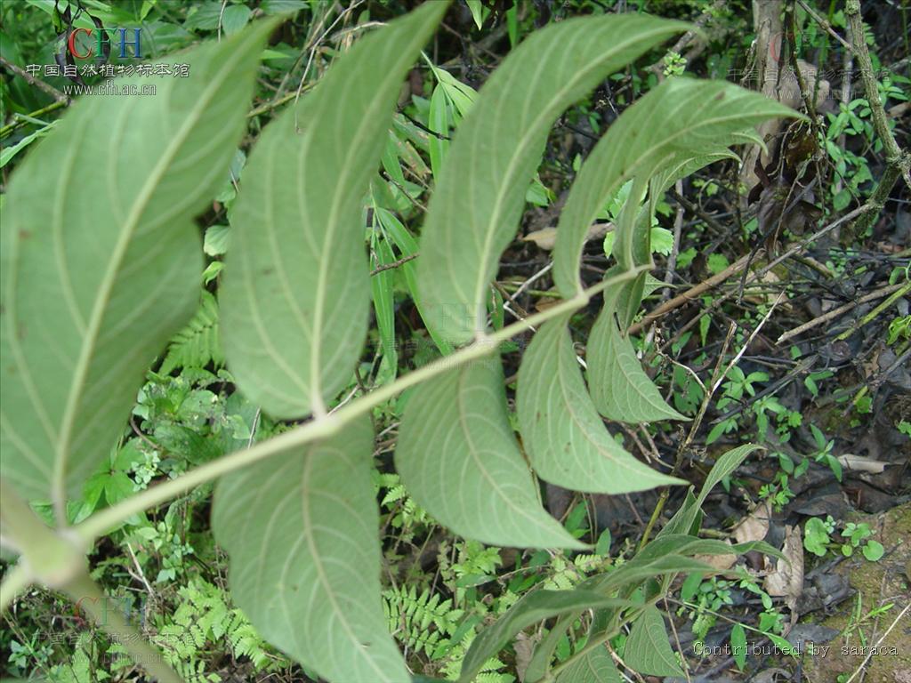 p>虎刺楤木(学名:aralia armata)是五加科楤木属植物.