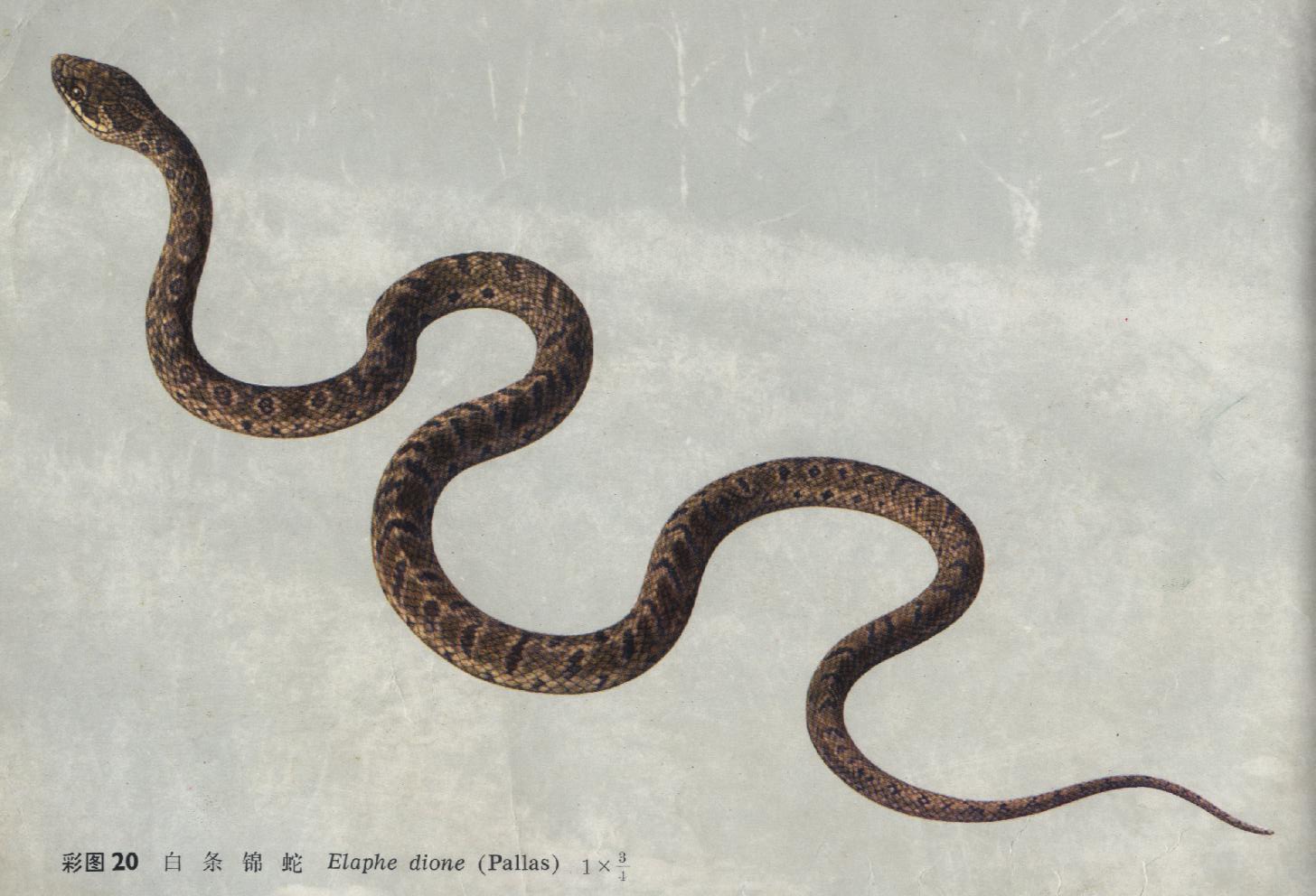  p>白条锦蛇 i>(学名:elaphe dione /i>),别名枕纹锦蛇,麻蛇.