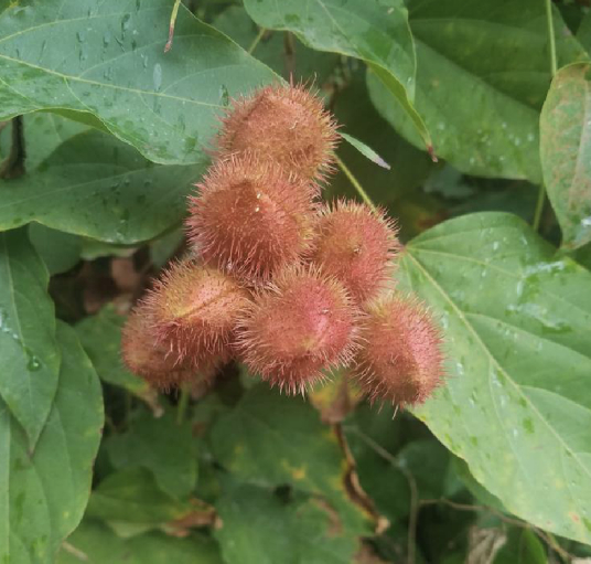 红木（红木科红木属植物）_百度百科