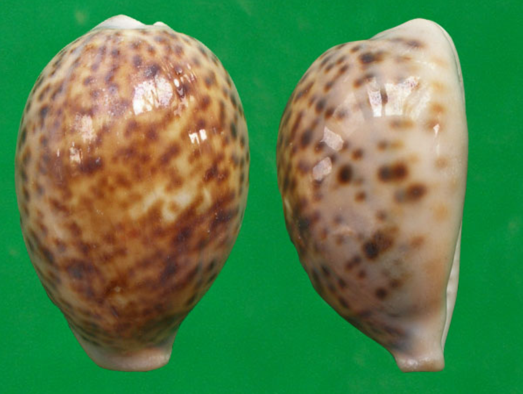  p>花豹宝螺(学名:cypraea pantherina )是腹足纲宝螺科的软体动物.