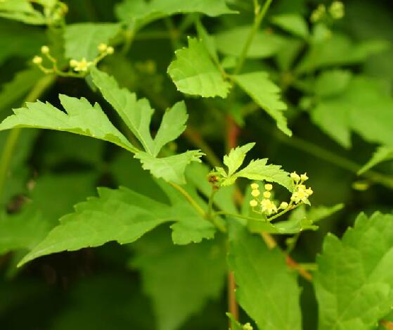  i>palmiloba /i> (carr.) rehd.)是葡萄科蛇葡萄属植物.