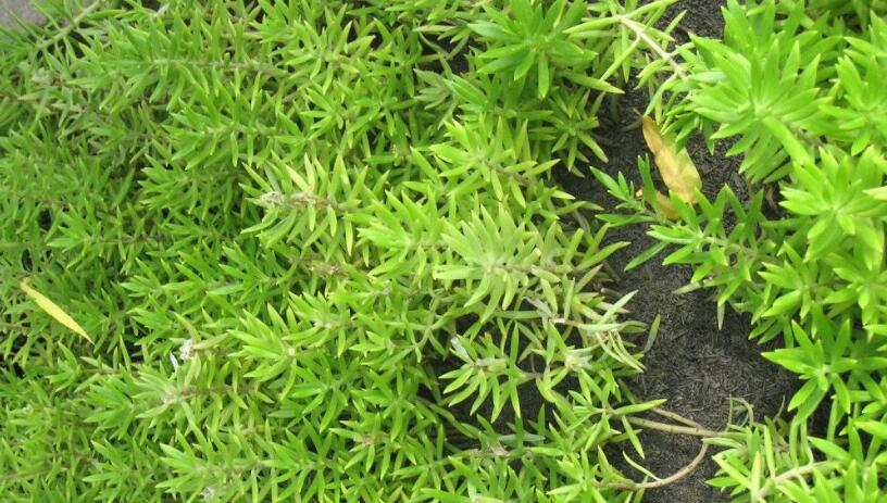  p>翠雀叶蟹甲草(学名:parasenecio delphiniphyllus),为 a href="#"