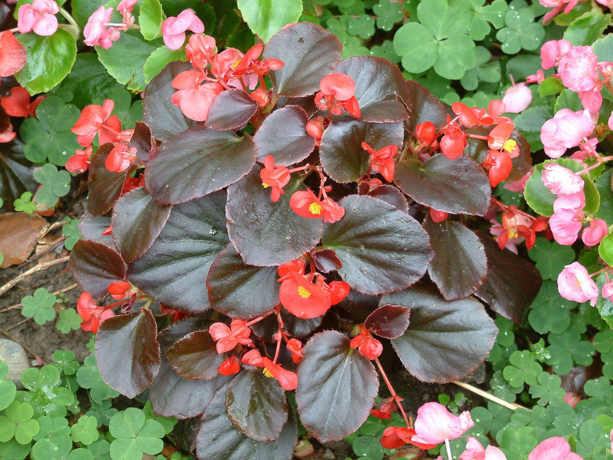  p>秋海棠(学名: i>begonia grandis /i> dry): a target="_blank"