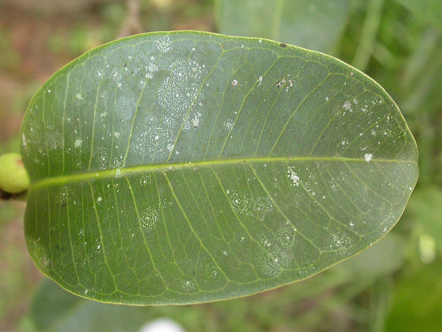  p>大叶水榕(学名: i>ficus glaberrima /i> bl. bijdr.
