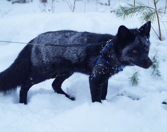 070,是一种动物, a target="_blank" href="/item/犬科">犬科 /a>a