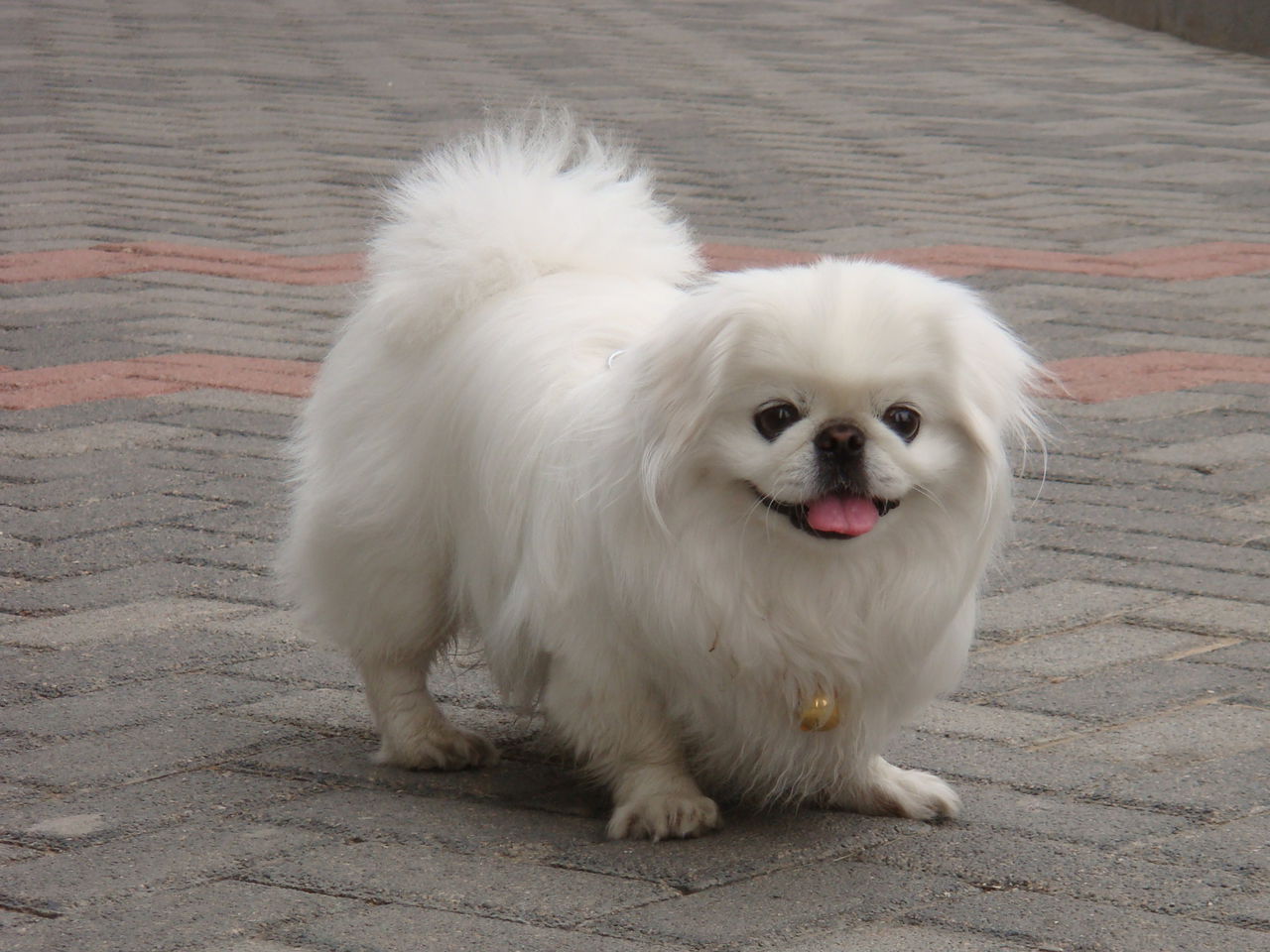  p>中国名犬(chinese dog)指的是在中国非常有名,备受狗主人青睐的狗