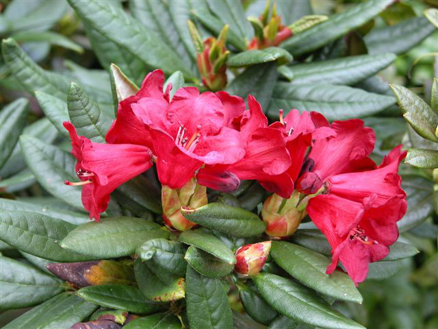  p>焰红杜鹃(学名: i>rhododendron miniatum /i> cowan):常绿 a href