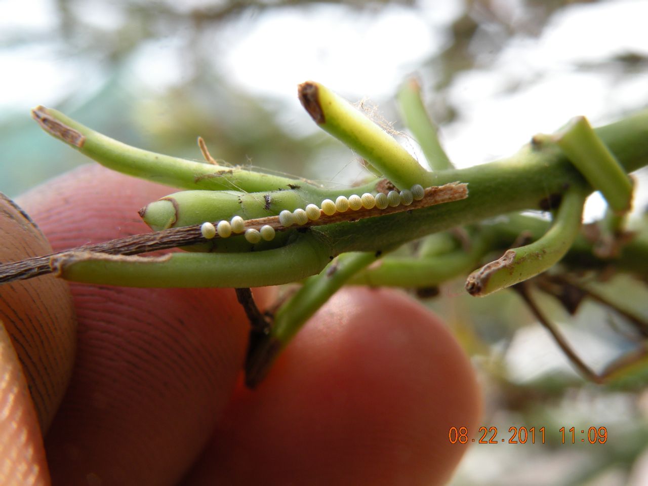 丝棉木金星尺蠖
