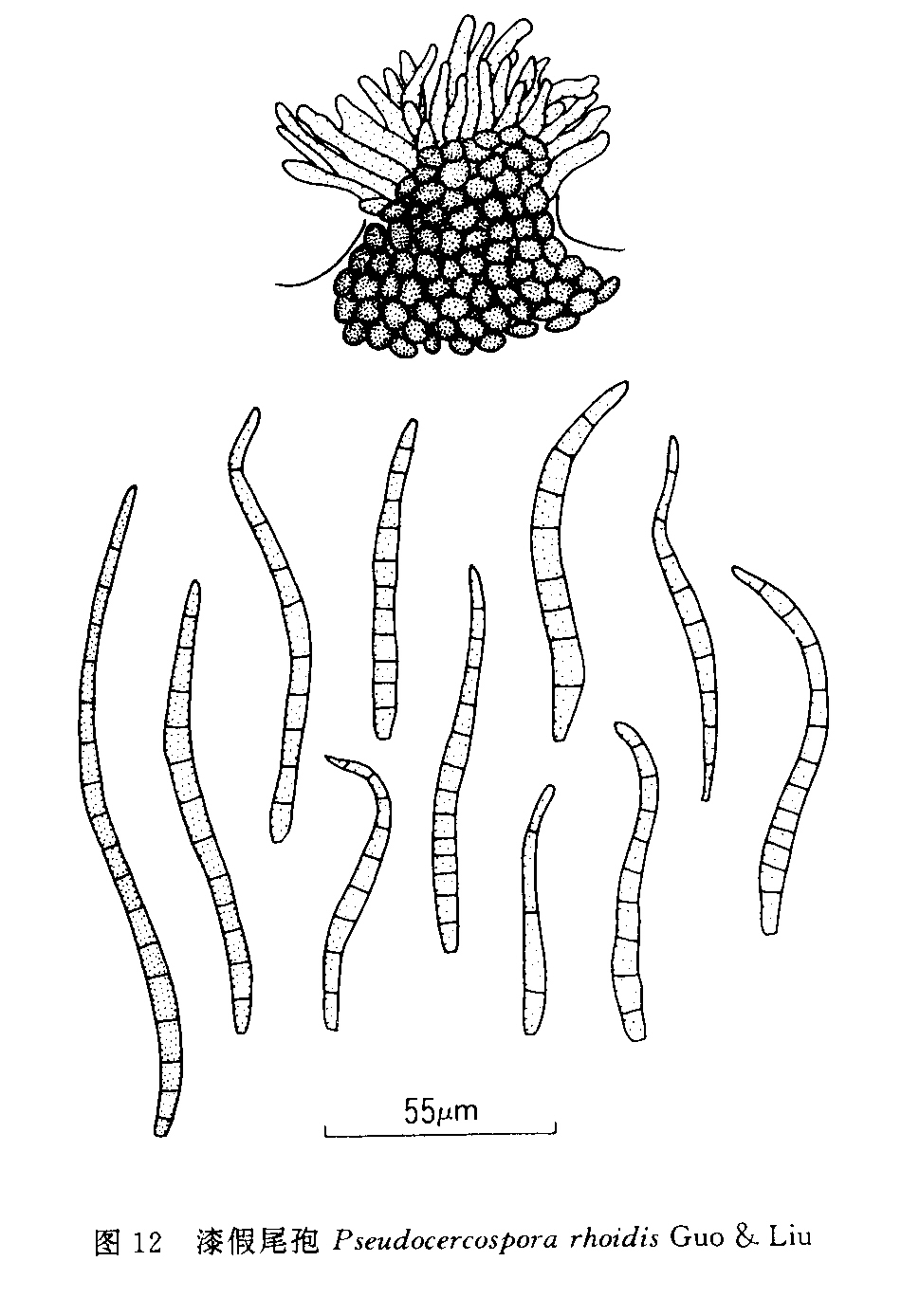 pseudocercospora rhoidis