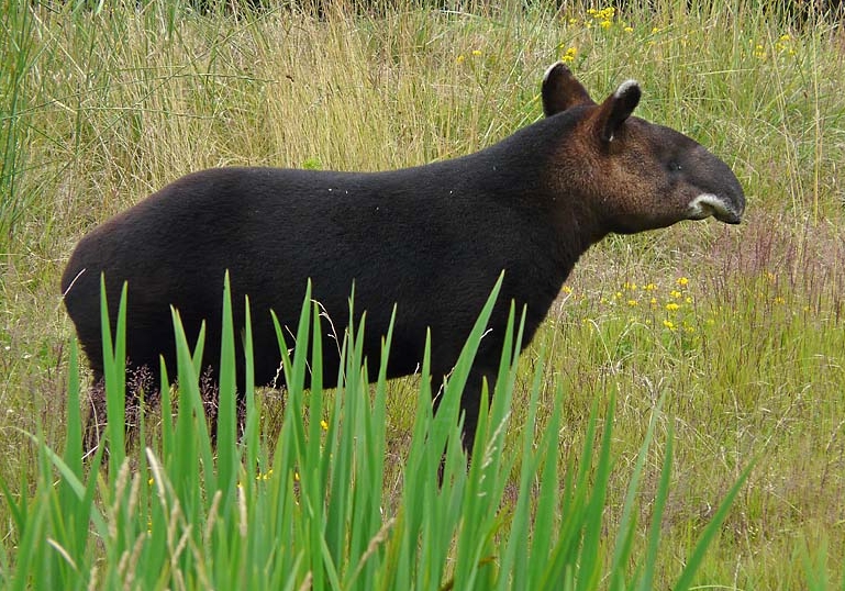  p>山貘(学名: i>tapirus pinchaque /i>):身上生有一层卷毛,有时又被