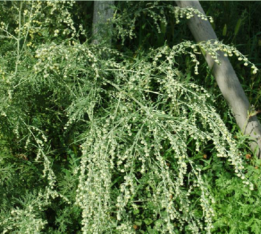 为菊科植物中亚苦蒿 i>artemisia absinthium /i> l.的叶和花枝.