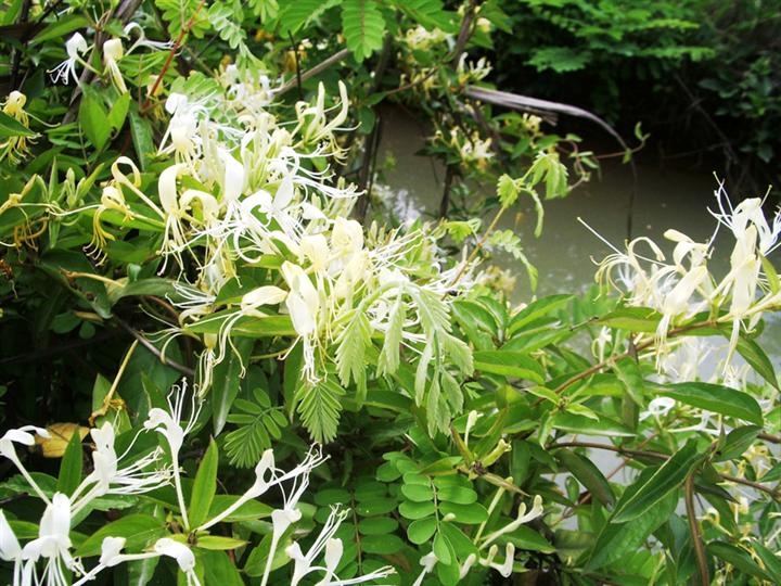  p> b>毛药忍冬 /b>(学名: i>lonicera serreana /i>)为忍冬科忍冬属