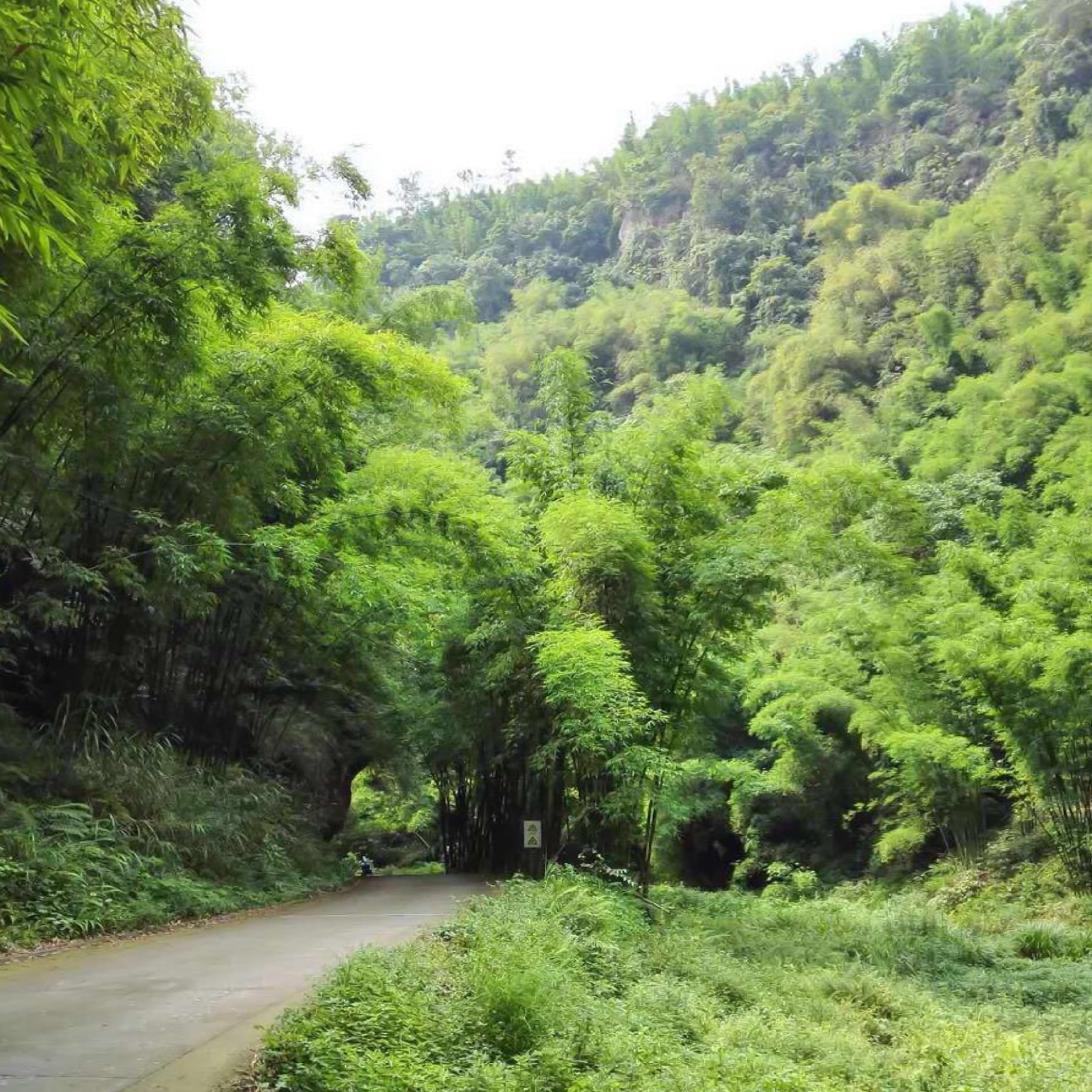 芦沟竹海位于中国四川省邛崃市,是距离成都
