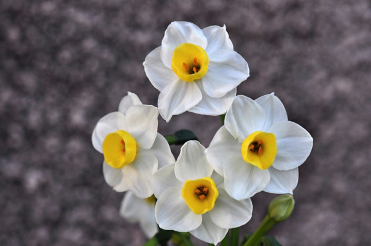 是 a target="_blank" href="/item/水仙属">水仙属 /a>的种类之一