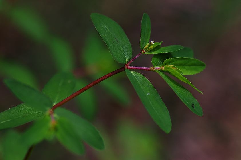  p>异叶黄鹌菜(学名: i>youngia heterophylla /i>)是黄鹌菜属植物,根