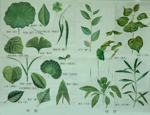  p>叶序,叶在茎枝上排列的次序称为序,具有种的特异的在外界条件下不