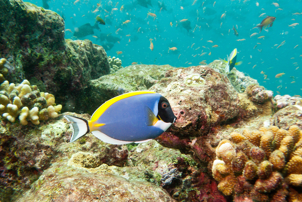  p>白胸刺尾鱼(学名:acanthurus leucosternon),形体椭圆, a href="#"