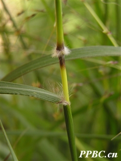 别名:吊丝草, a href="#" data-lemmaid="4329701">硬骨草 /a>,拉丁文