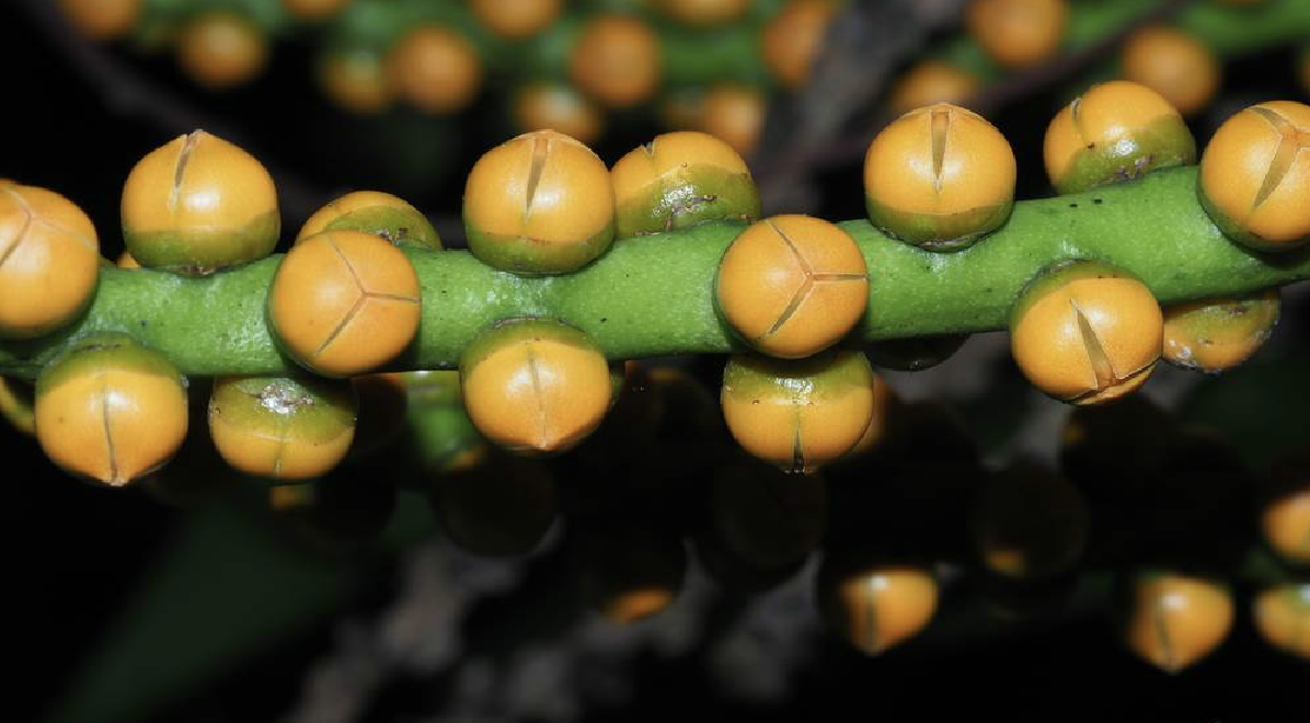  p>山棕(学名: i>arenga engleri /i> becc.)是棕榈科桄榔属植物.