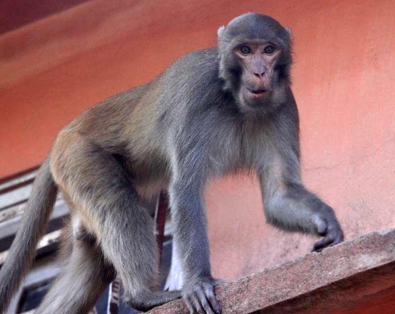  p>熊猴(学名: i>macaca assamensis /i>),是