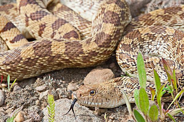  p>游蛇科 (colubridae)动物, a href="#" data-lemmaid="8074290">学