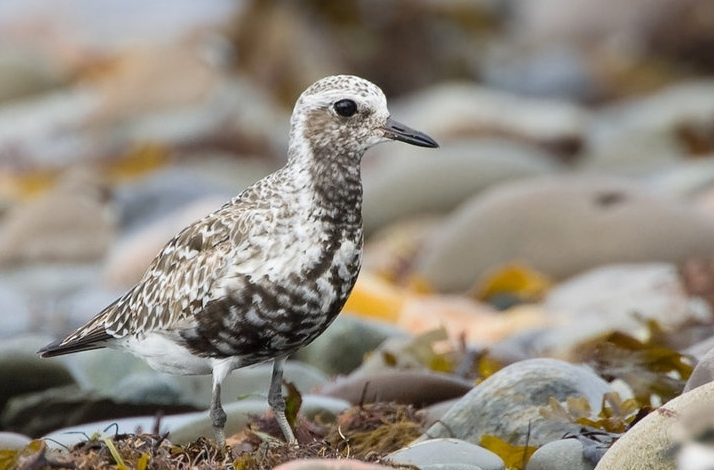  p>灰斑鸻(学名: i>pluvialis squatarola /i>)属小型 a target="