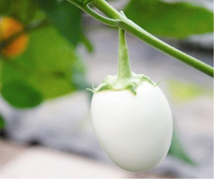 从植物里长出的 鸡蛋 白蛋茄 百科ta说