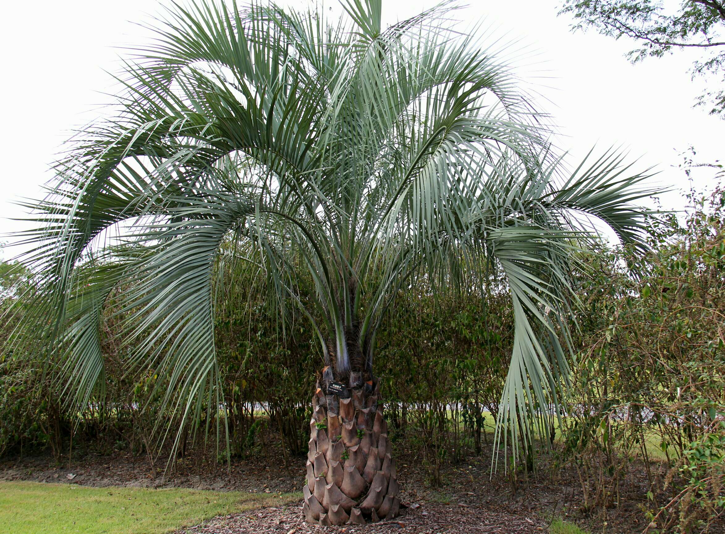 是棕榈科,布迪椰属常绿观赏树种,单干型,高可达8米,老叶基残存包褂谮