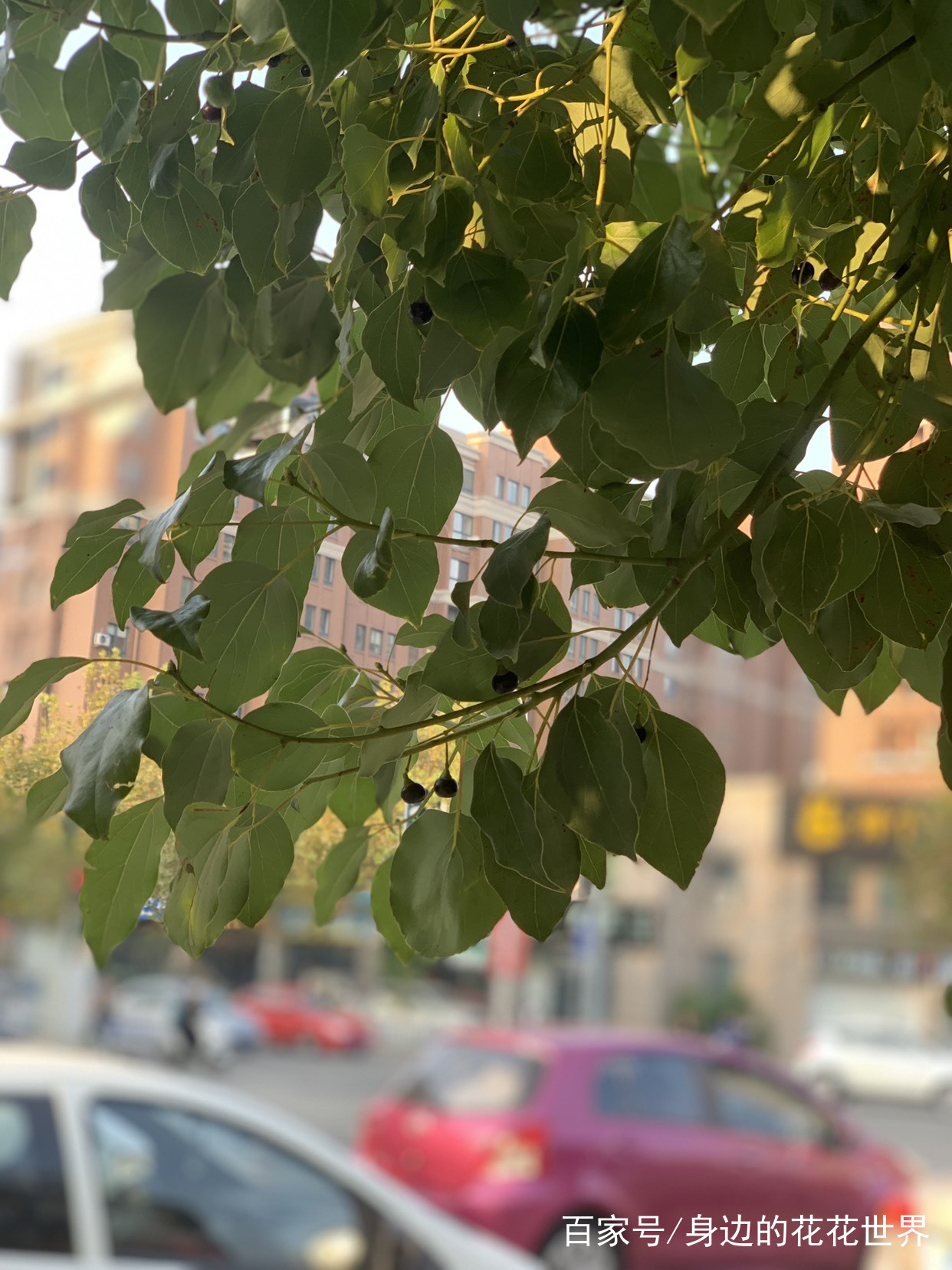细读陆游一首《病中作》，让我想起一味樟树子_百科TA说
