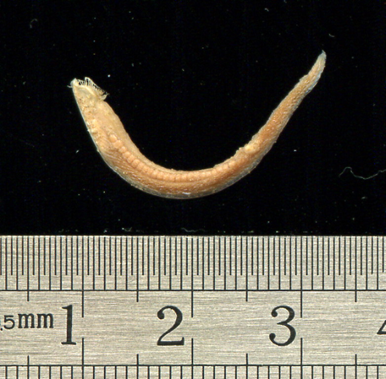  p>文昌鱼是文昌鱼属( i>branchiostoma /i>) a href="#" data-lemma