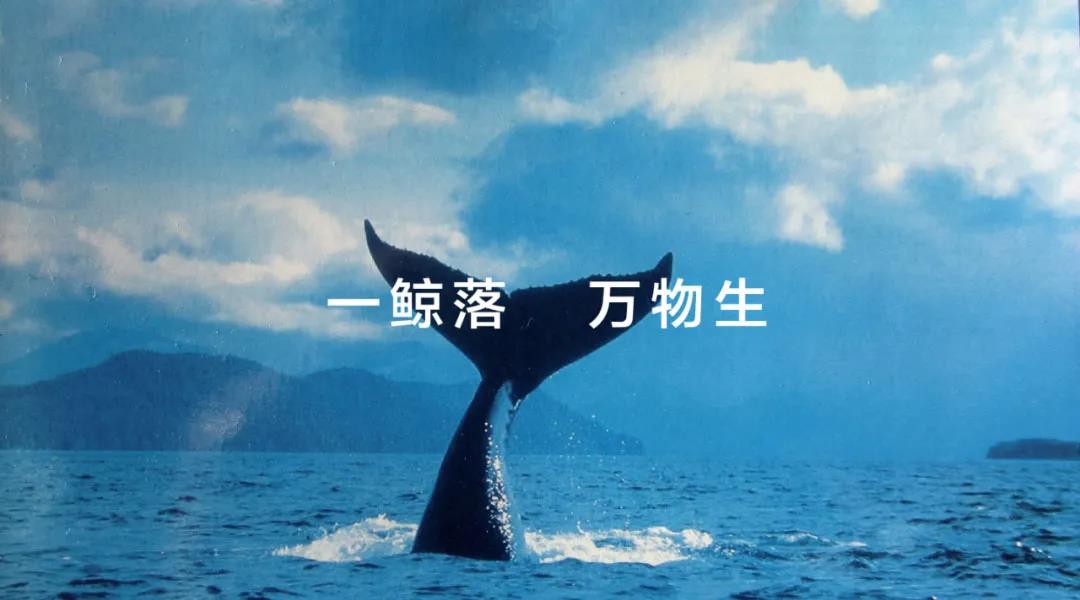 一鲸落,万物生
