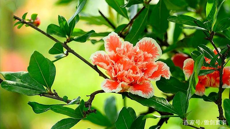 初夏五月天 榴花开欲燃 带着古诗情韵相聚榴花于碧水青山间 百科ta说