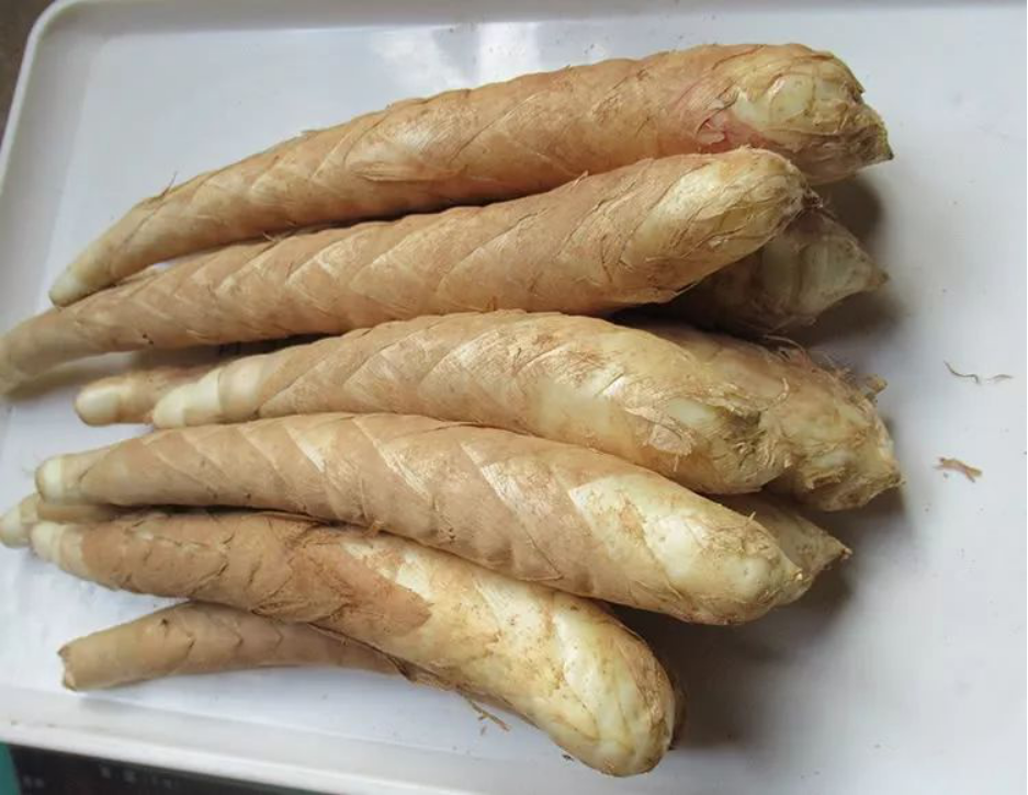 看起来像竹子，吃起来像红薯的竹根薯_百科TA说