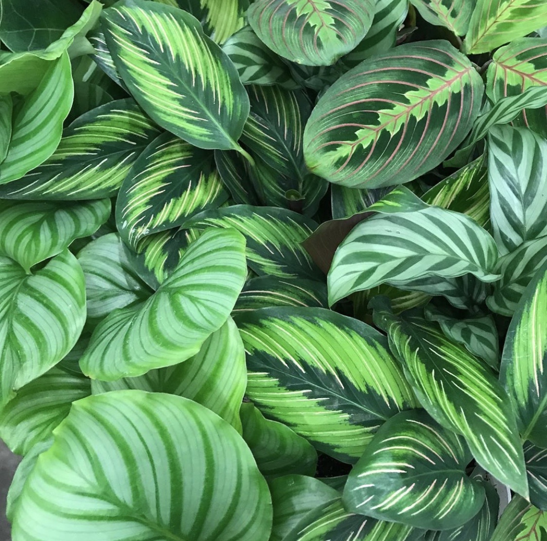 是竹芋科竹芋属多年生常绿草本植物;地上茎柔弱,二歧分枝;叶卵形或或