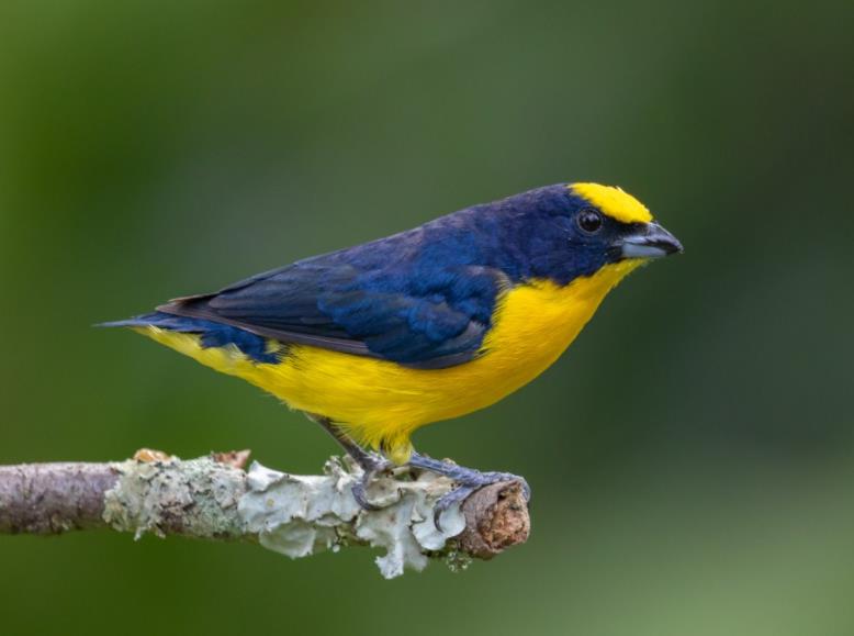  p>厚嘴歌雀,euphonia laniirostris,属于 a target="_blank" href="