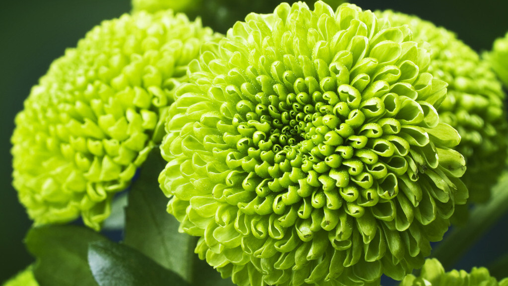 季秋之月 鞠有黄花 夏未远 秋已至 读古诗词 品金菊馨香 百科ta说