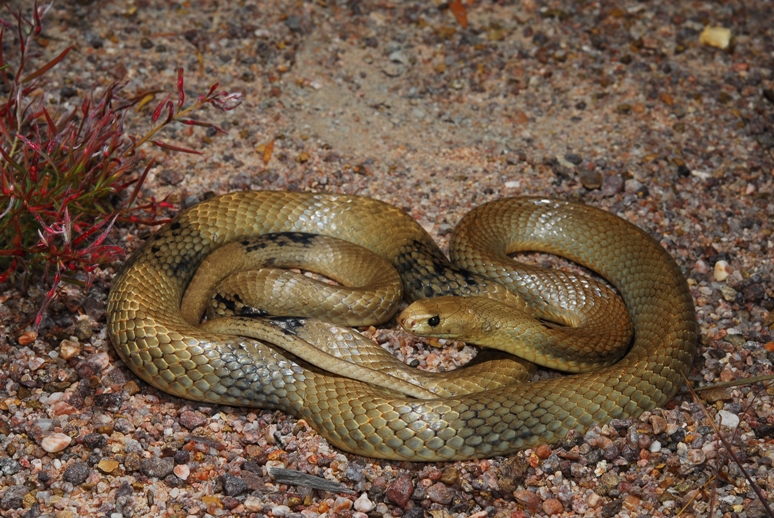 眼镜蛇(学名:pseudonaja nuchalis)是眼镜蛇科,拟眼镜蛇属动物
