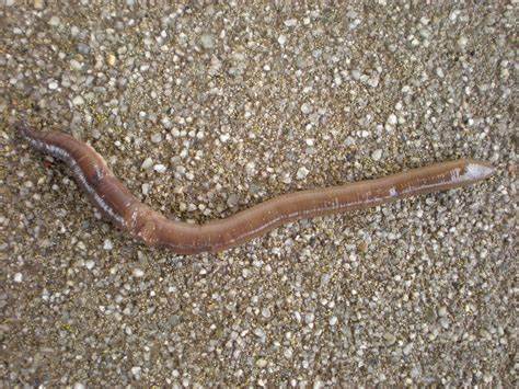 为具真体腔的动物类群. /p>