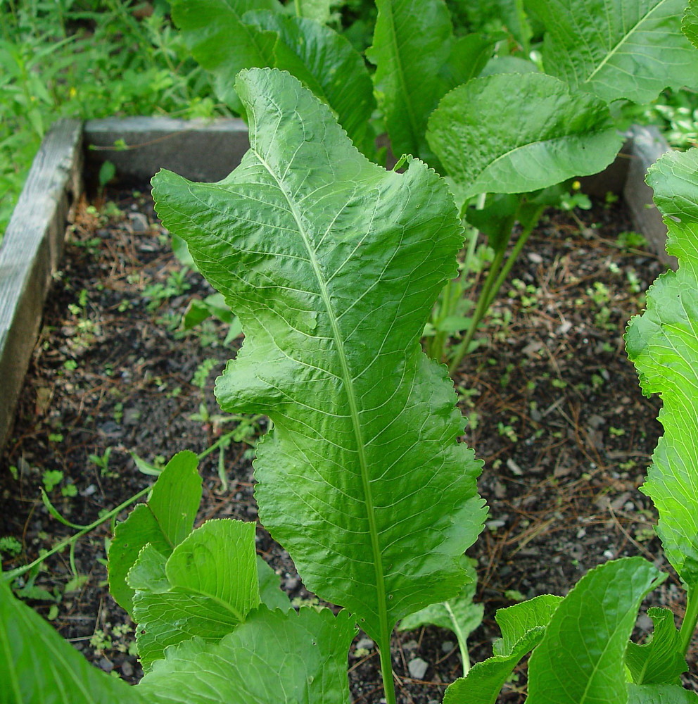 p. gaertner et schreb.)是十字花科,辣根属植物.