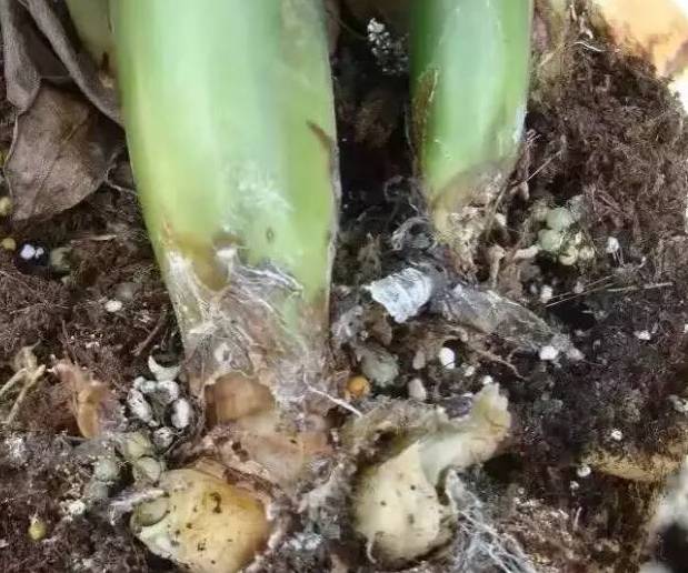 金钱树白绢病