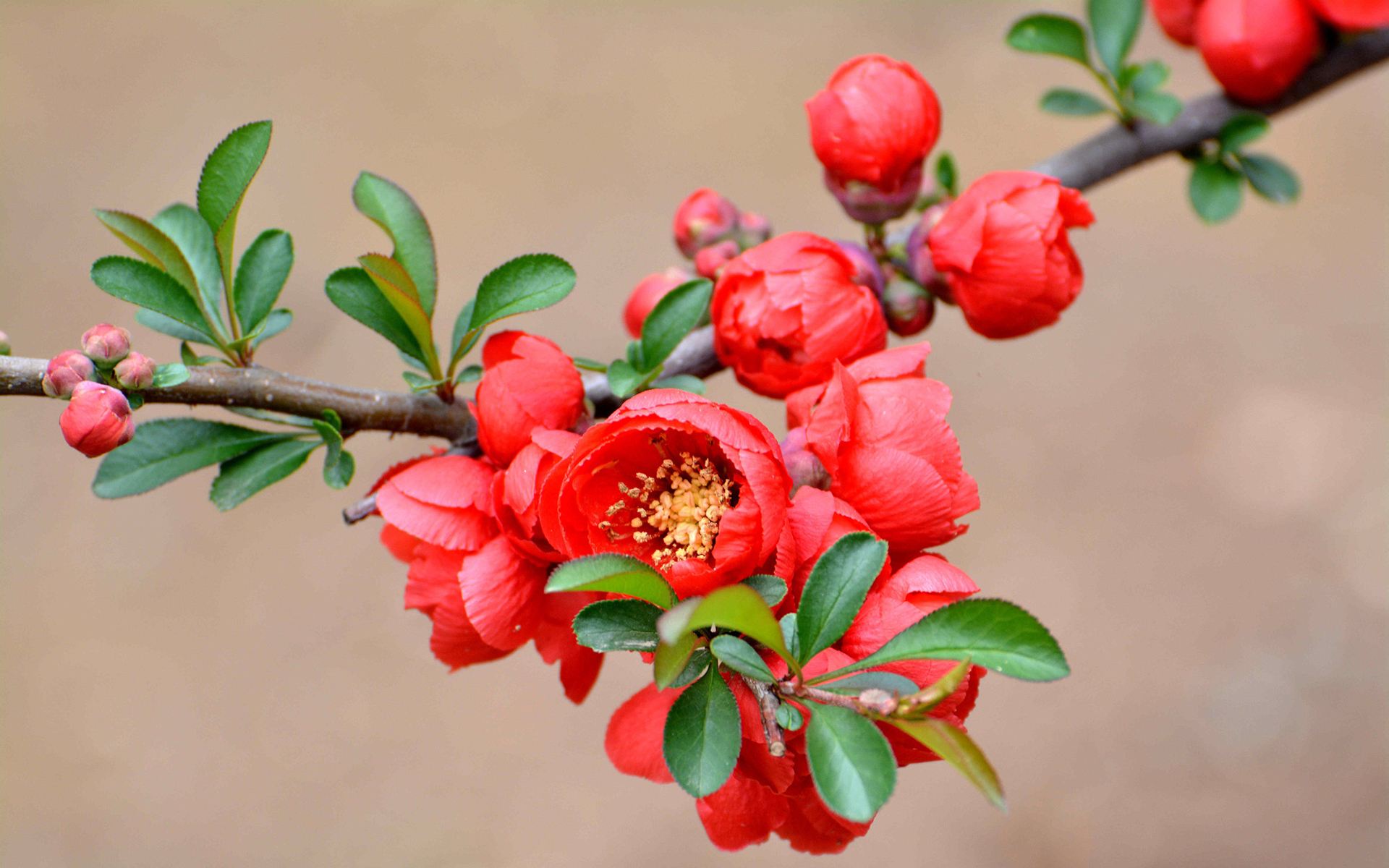 日本多花海棠个体1号