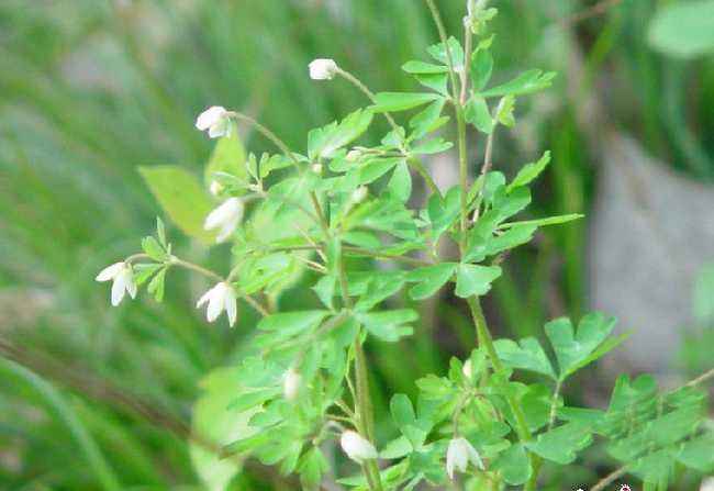  p>天葵属(学名: i>semiaquilegia /i> makino)是毛茛目,毛茛科下的一