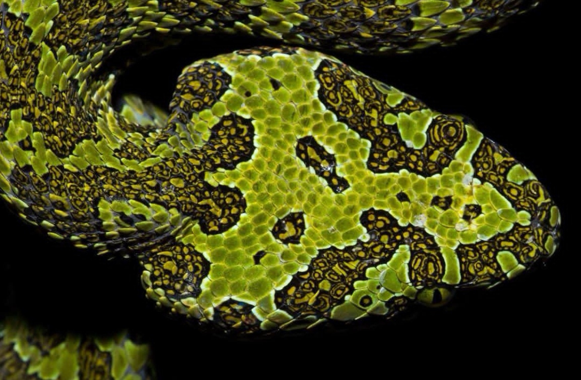  /i>)俗名莽山烙铁头,是蝰科蝮亚科原矛头蝮属的一种中大型头侧具有 a