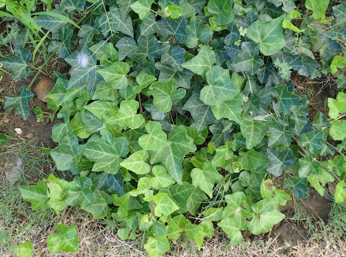 银边常春藤(洋常春藤)