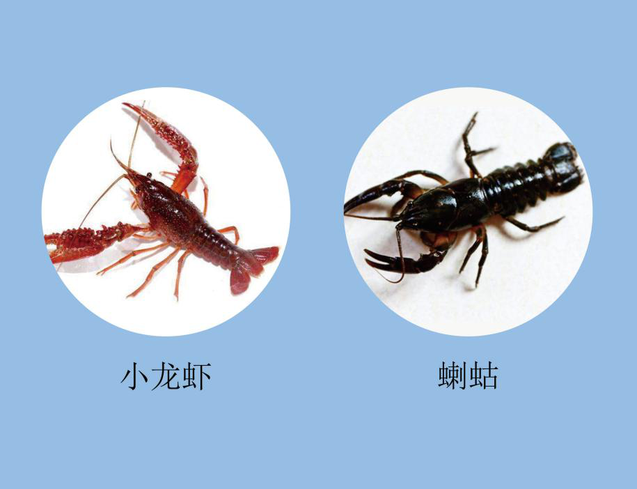 蝲蛄吟唱的地方