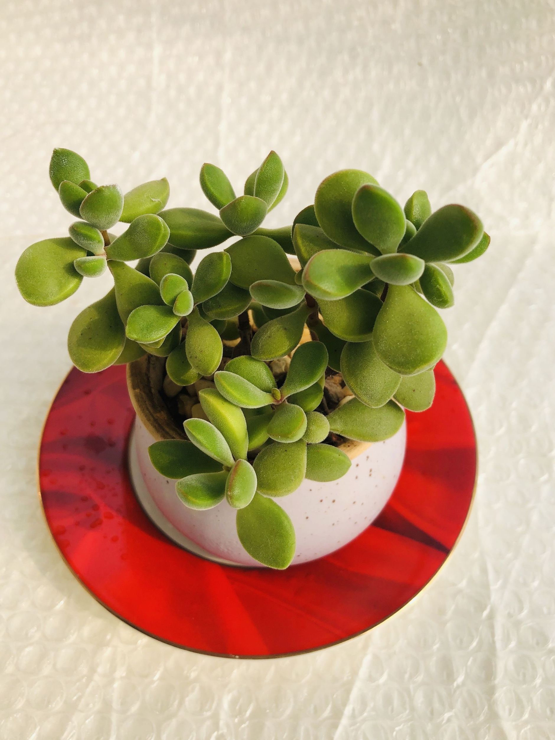  p data-id="ta22nfx8mmcg">若歌诗是景天科青锁龙属的多肉植 span