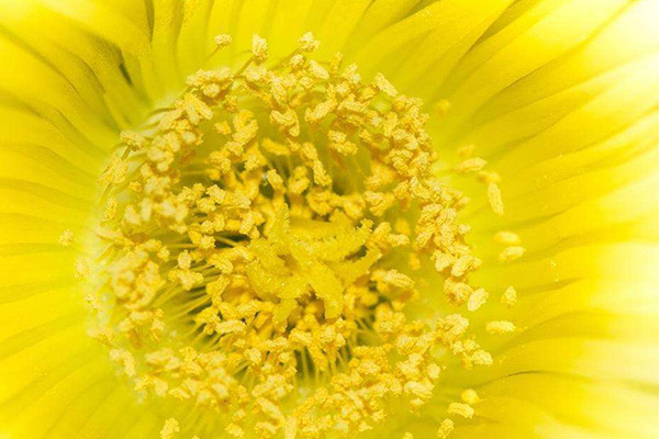  p> b>花粉 /b>(pollen)是 a target="_blank" href="/item/种子植物