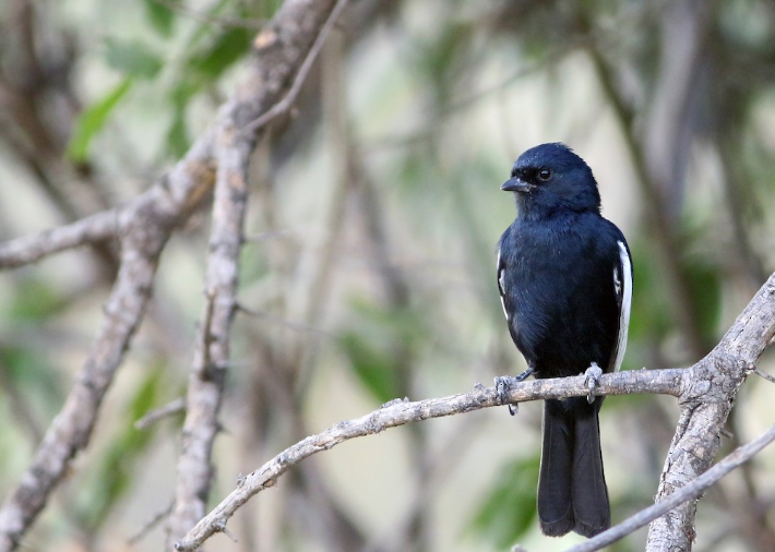 tit,学名:melaniparus leucomelas),是雀形目山雀科黑山雀属的鸟类