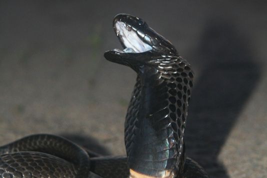  p>黑颈喷毒眼镜蛇  属分布于非洲的中大型蛇类 /p>